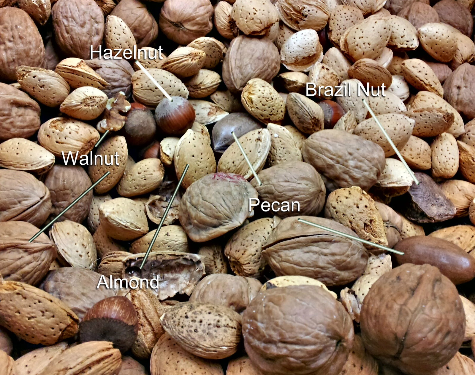 nuts for nutrient dense food