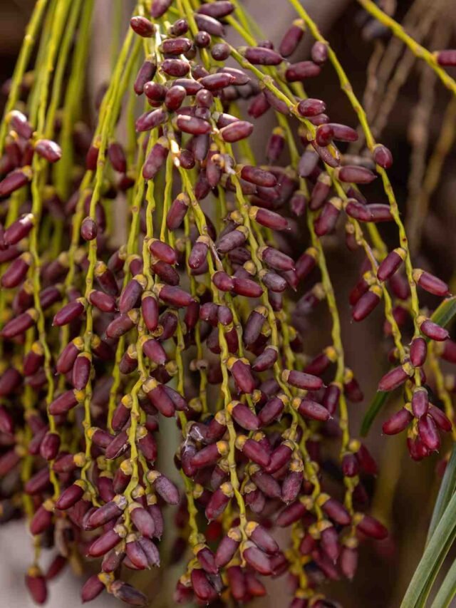 Enchanting Elegance: Discover the Pygmy Date Palm